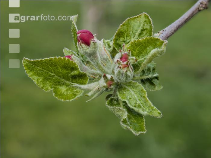 Apfel Blüte 27