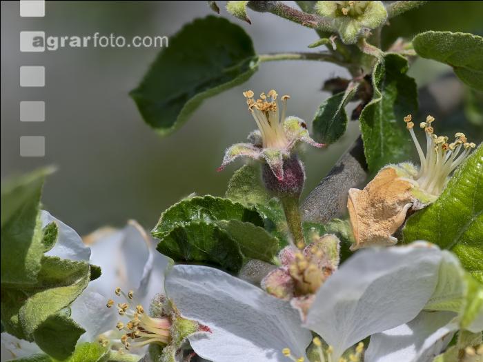 Apfel Blüte 25