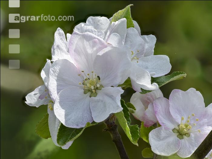 Apfel Blüte 20