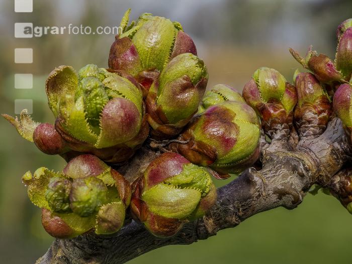 Kirsche Knospen 2