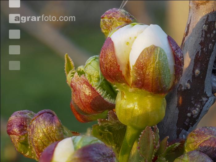 Kirsche Knospen 1