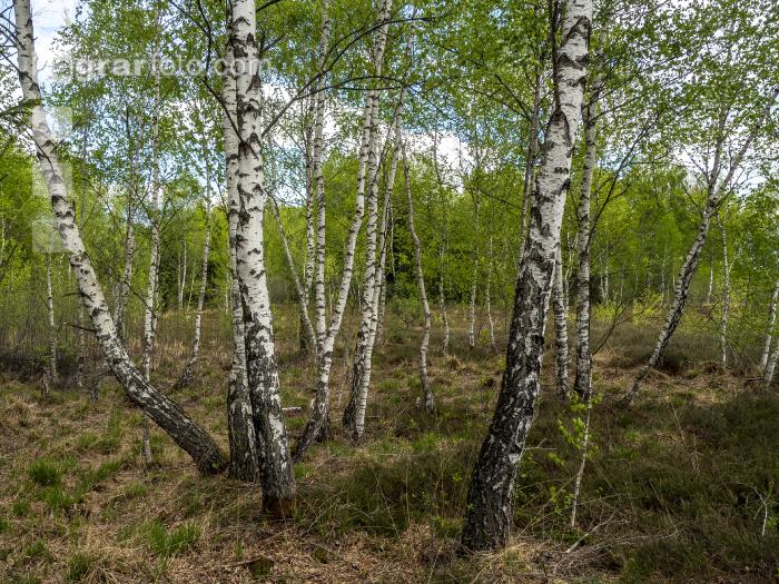 Im Hochmoor 8