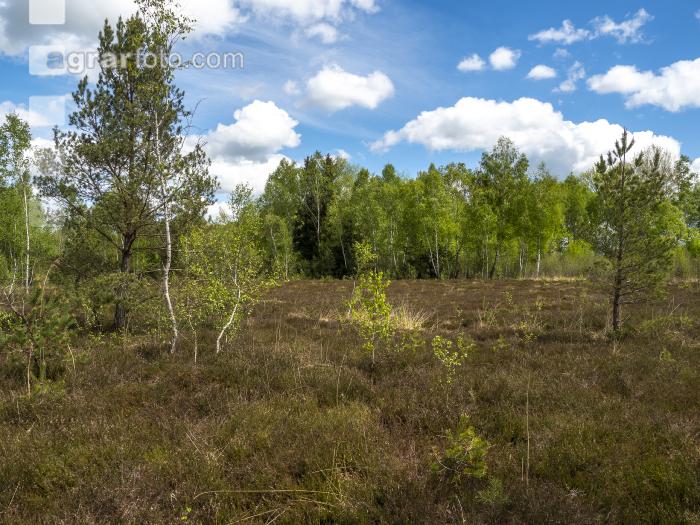 Im Hochmoor 7