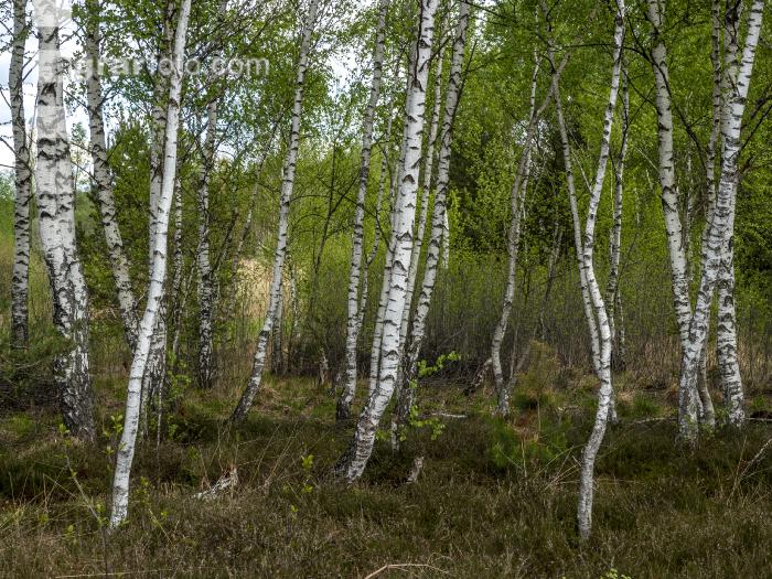 Im Hochmoor 5