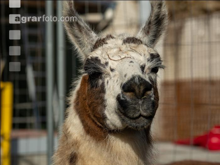 Lama 6