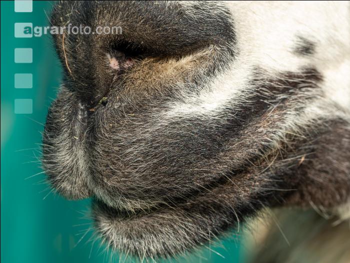 Lama 5