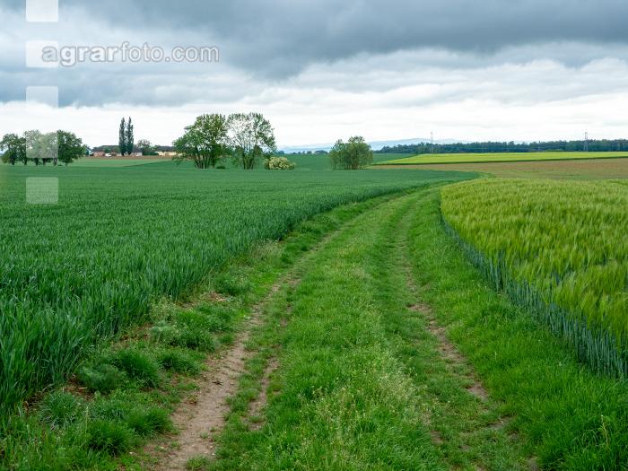 Feldweg 12