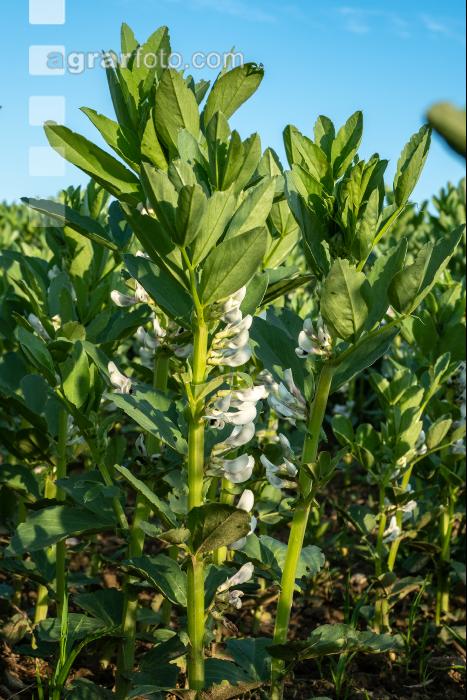 Ackerbohne Blüte 22