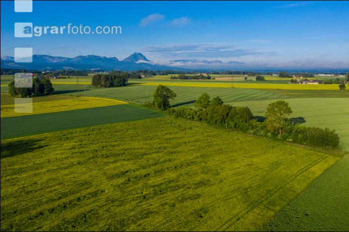 Getreidefelder im Juni 8