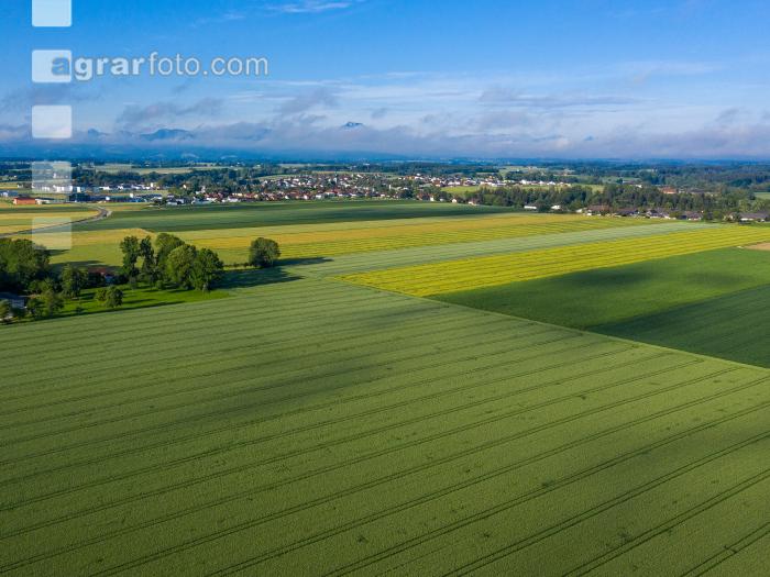 Getreidefelder im Juni 7