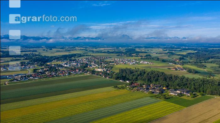Alpenvorland im Juni 4