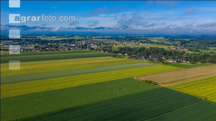 Getreidefelder im Juni 6