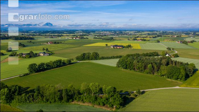 Getreidefelder im Juni 4