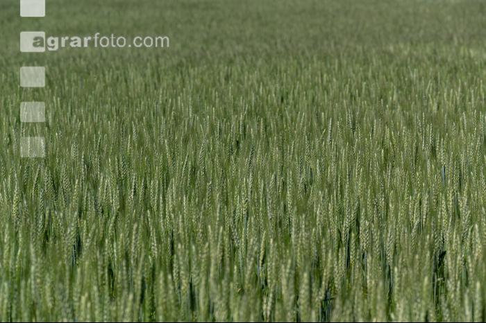 Grannenweizen Blüte 2