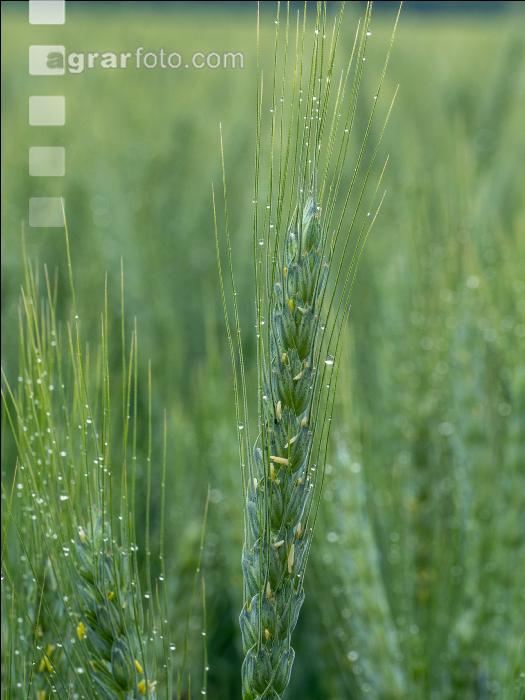 Grannenweizen Blüte 25
