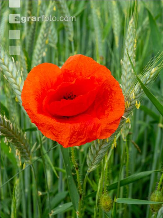 Klatschmohn in Triticale