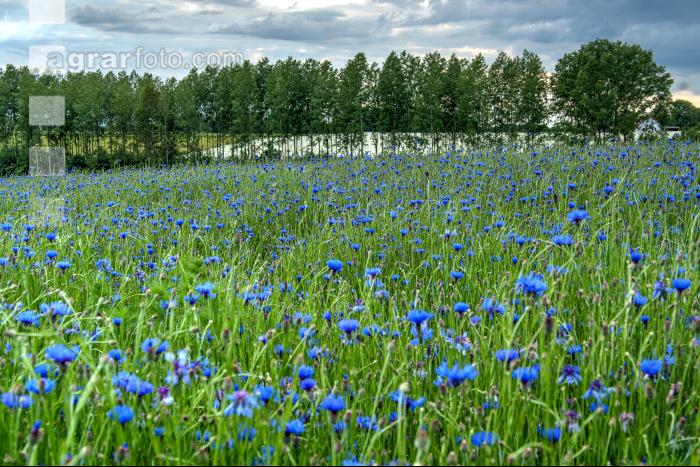 Kornblumen Vermehrung 3