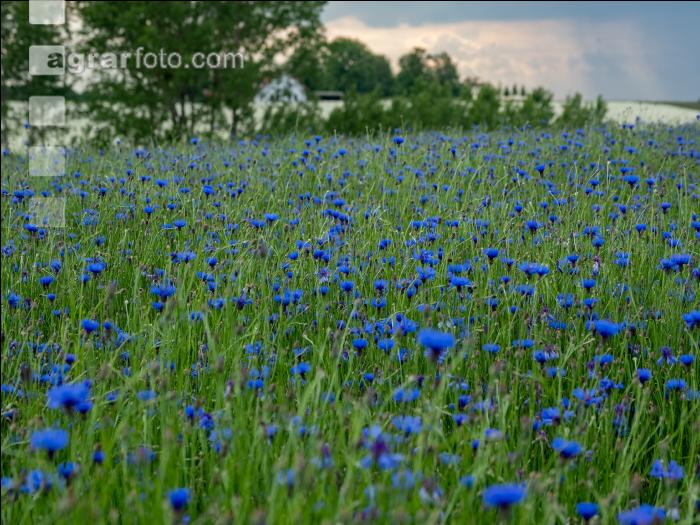 Kornblumen Vermehrung 2