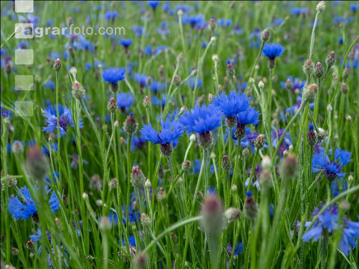 Kornblumen Vermehrung 1