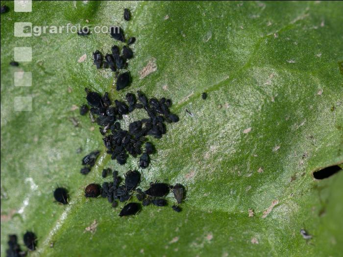 Blach bean aphid 7