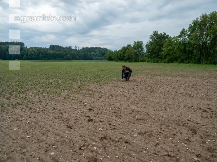 Soja schlechter Aufgang 6