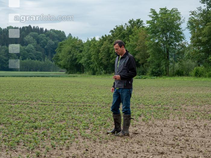 Soja schlechter Aufgang 5