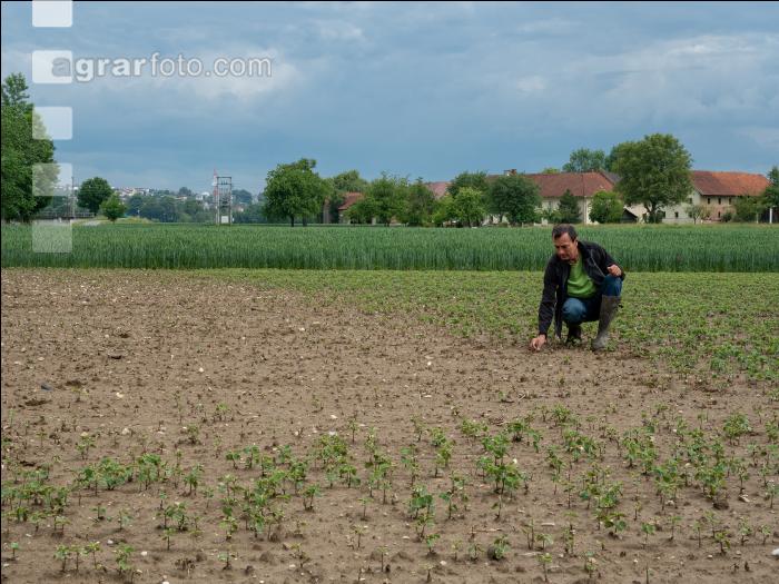 Soja schlechter Aufgang 4