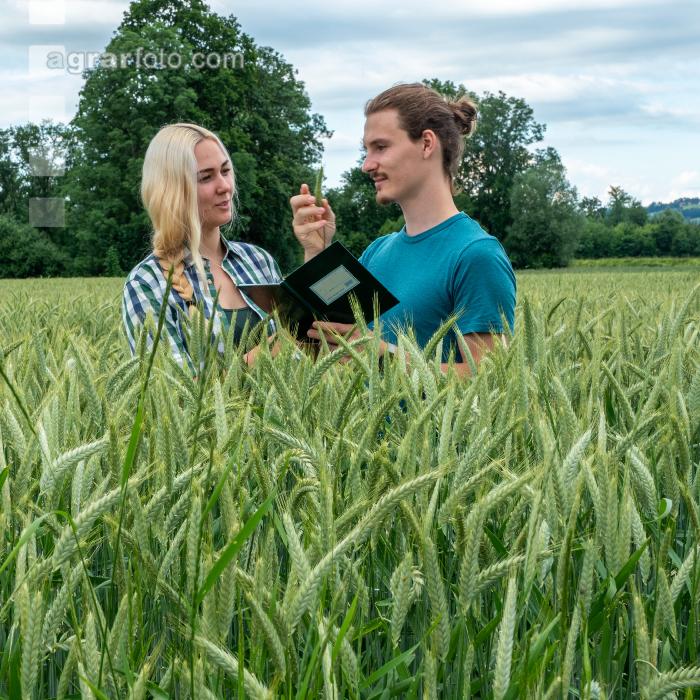 Triticale Blüte 25