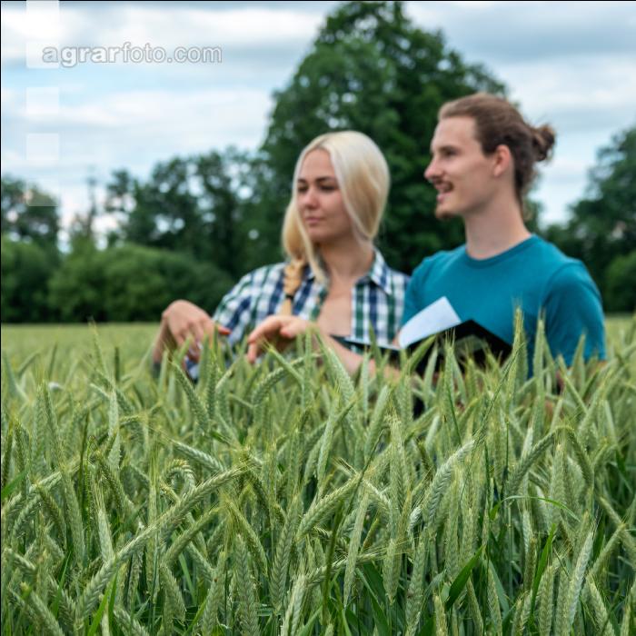 Triticale Blüte 24
