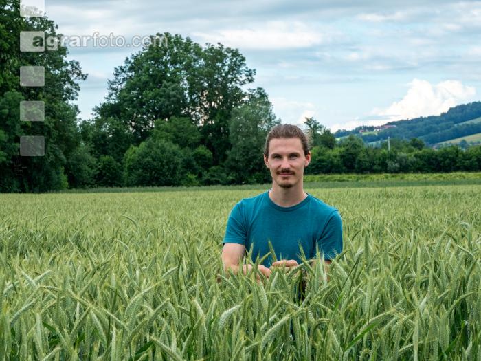 Triticale Blüte 22