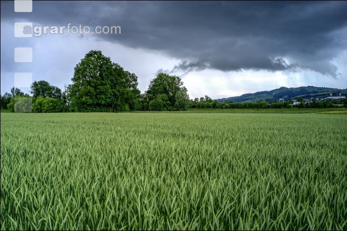 Triticale Blüte 28