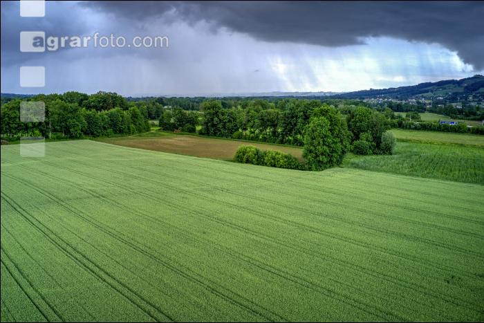 Triticale Blüte 20
