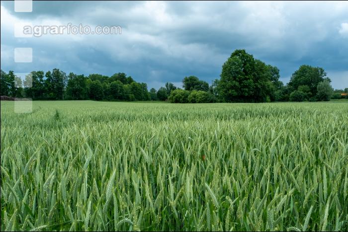 Triticale Blüte 35