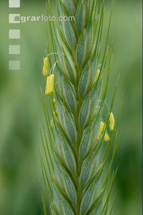 Triticale Blüte 31
