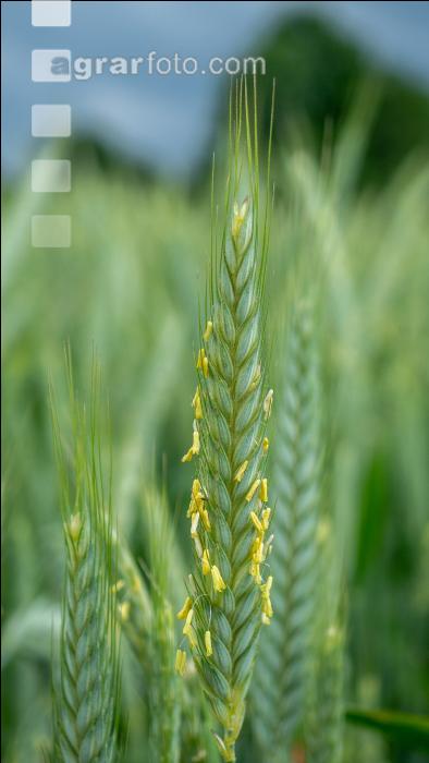 Triticale Blüte 30