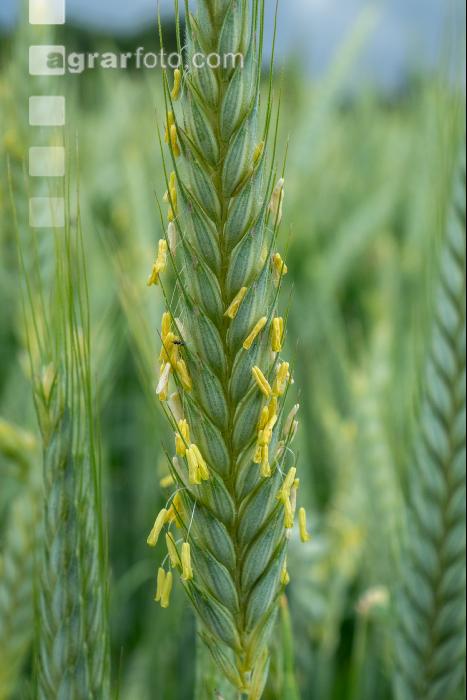 Triticale Blüte 29