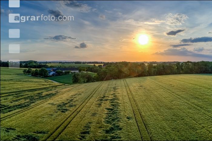 Getreidefelder im Juni 1