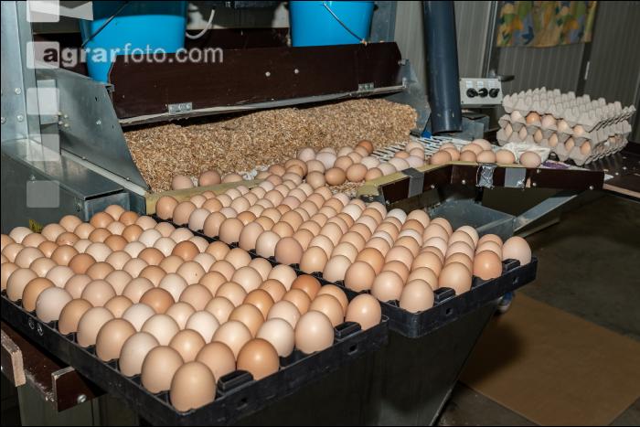Eier Sortierung 38