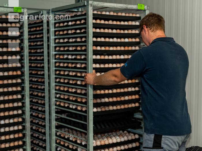 Eier Sortierung 31