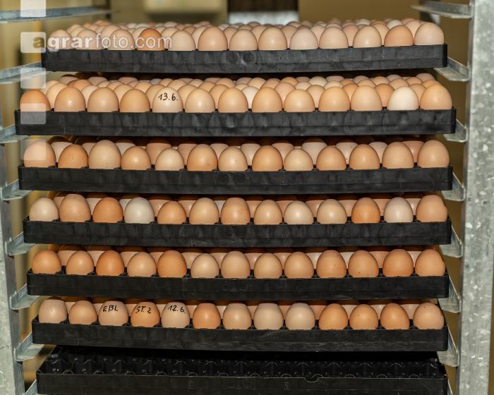 Eier Sortierung 32