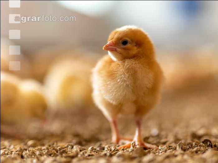 Broiler biological 22