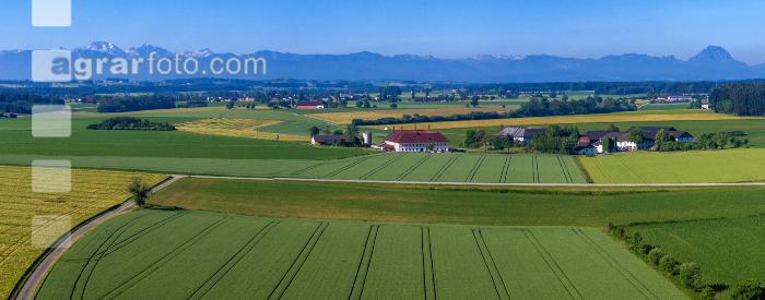 Getreidefelder im Juni 11