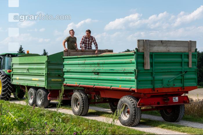 Rye harvest 59