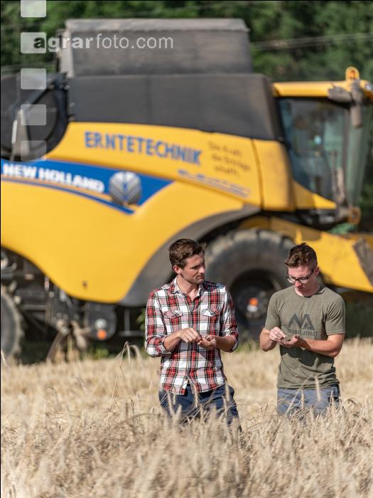 Roggen Ernte 51