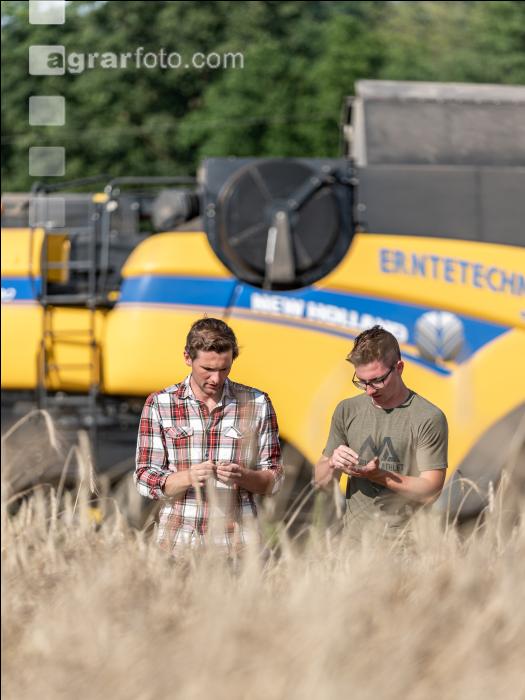 Roggen Ernte 50