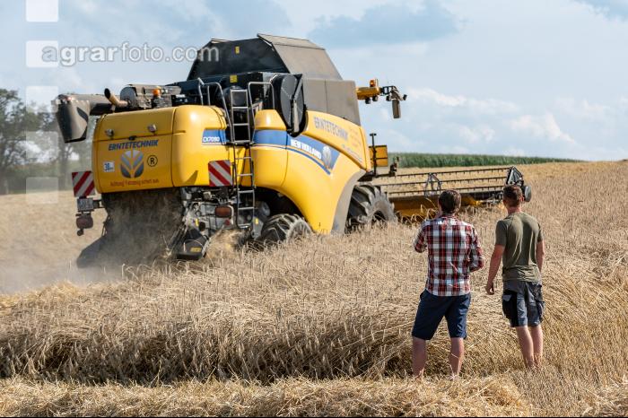 Roggen Ernte 46