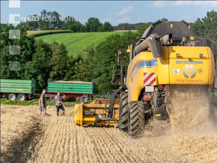 Roggen Ernte 38