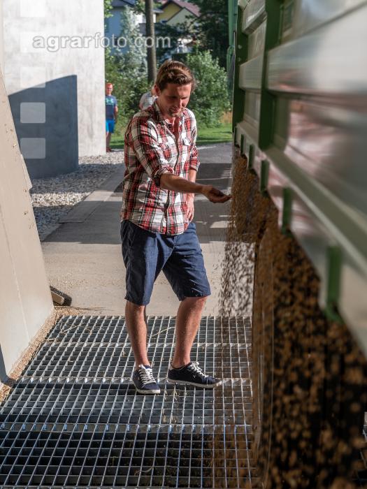 Weizen Ablieferung 99