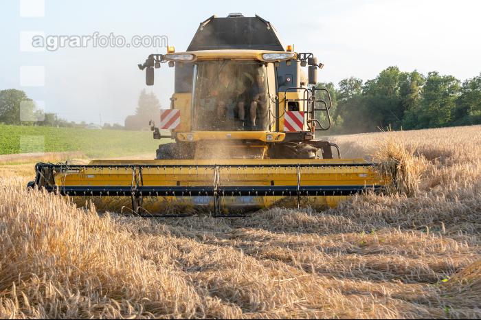 Roggen Ernte 32