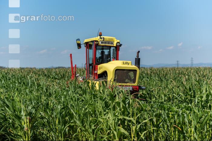 Kinder in der Landwirtschaft 12